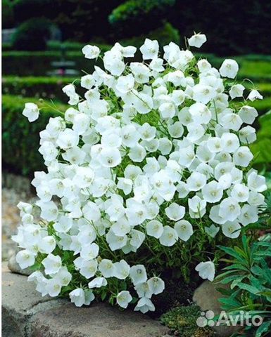 Колокольчик карпатский белый многолетник