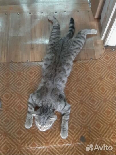 Кошка