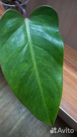 Филодендрон Медуза