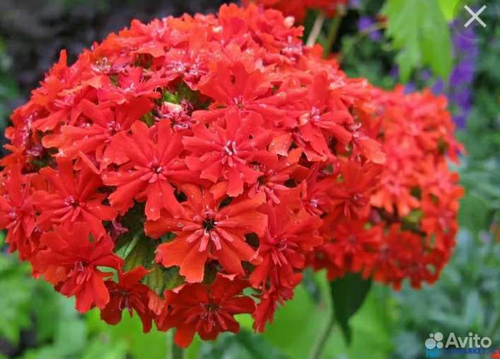 Луковицы нарциссов