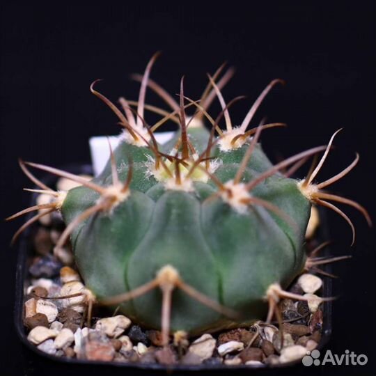 Кактусы в ассортименте