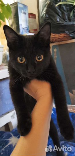 Котёнок ищет дом