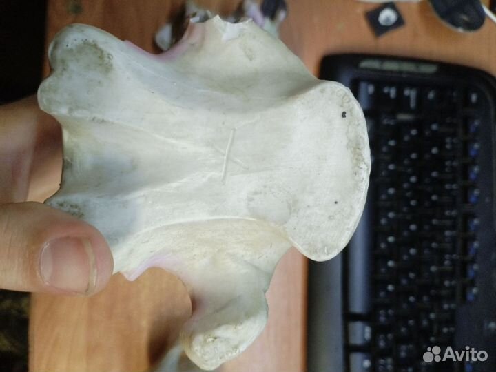 Фарфоровая статуэтка Meissen Германия до 1939