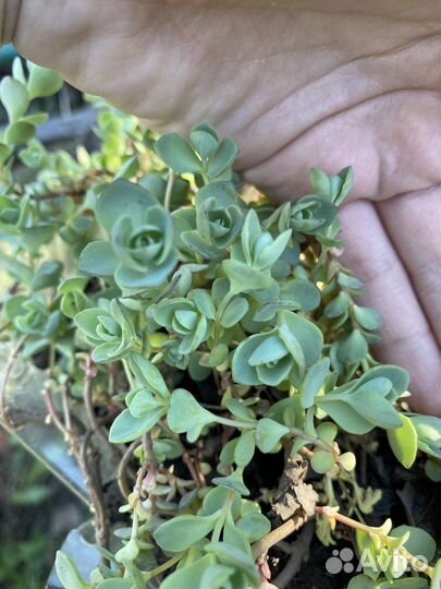 Очиток почвопокровный, очиток видный цветы