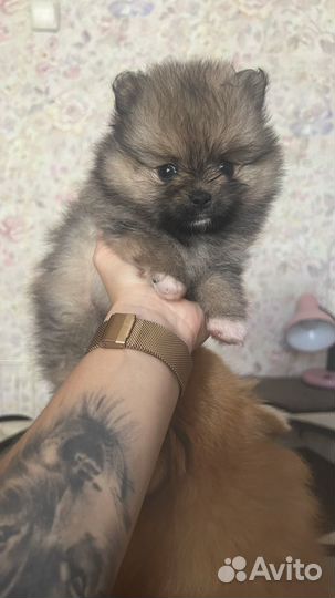 Померанский шпиц