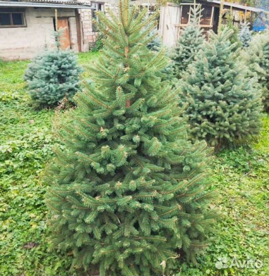 Голубая Глаука ель u-4678