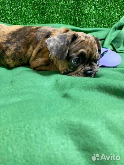 Французский бульдог щенки