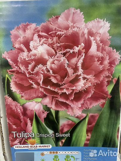 Семена луковицы, гортензии