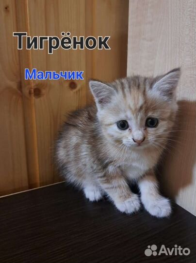 Британские котята