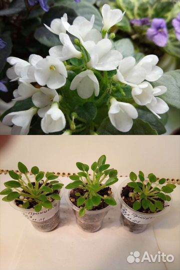 Фиалки сортовые мини,полумини детки и стартёры