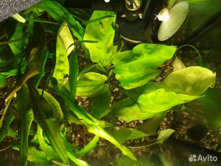 Водоросли для аквариума