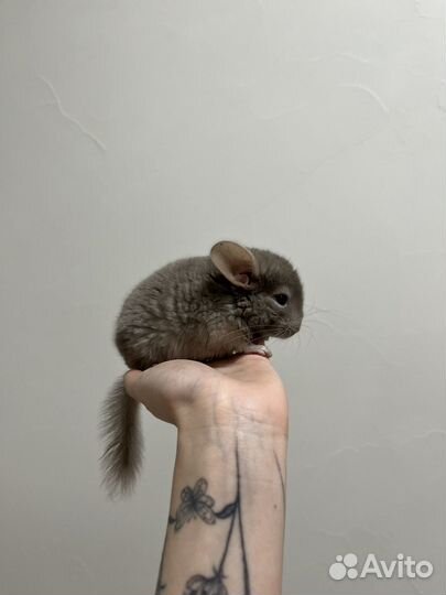 Шиншилла мальчик