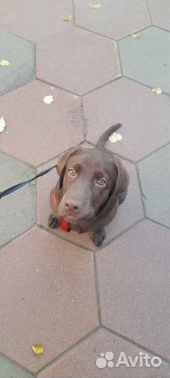 Продам лабрадора