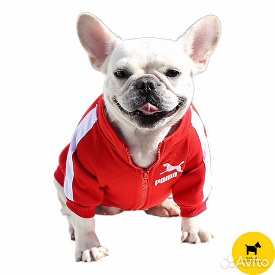 Толстовки для собак. Одежда и обувь для собак