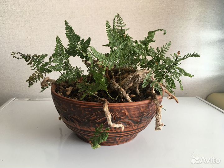 Даваллия (заячьи лапки)