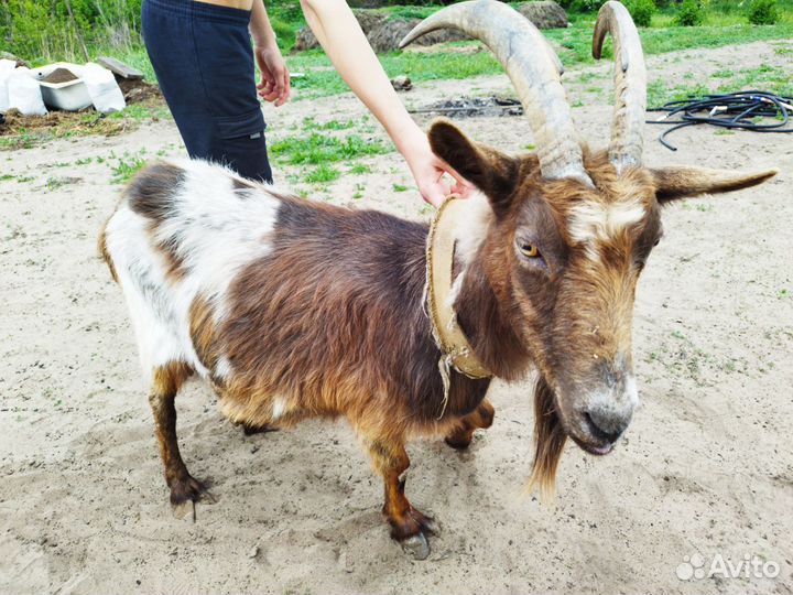 Дойные козы