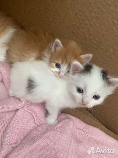 Котята отдам в добрые руки бесплатно
