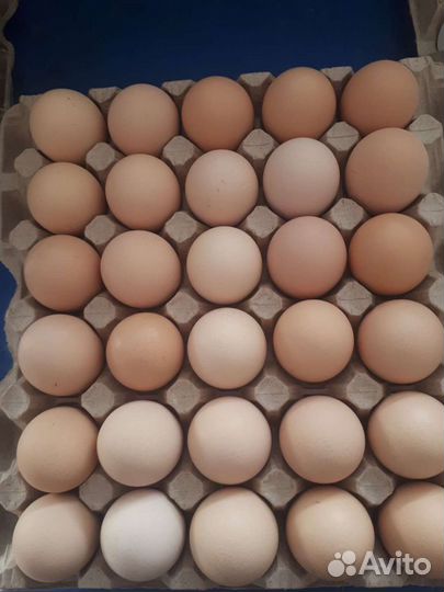 Яйцо куриное,фермерское