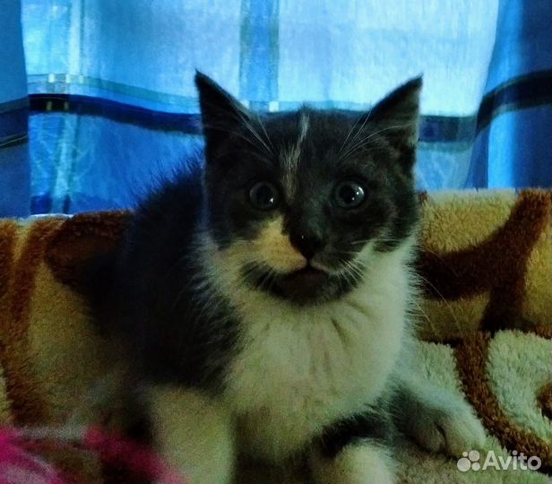 Котенок, 2 мес