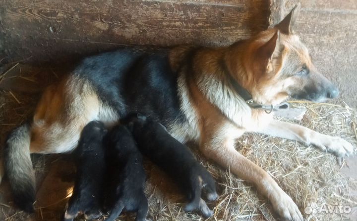 Щенки немецкой овчарки продам