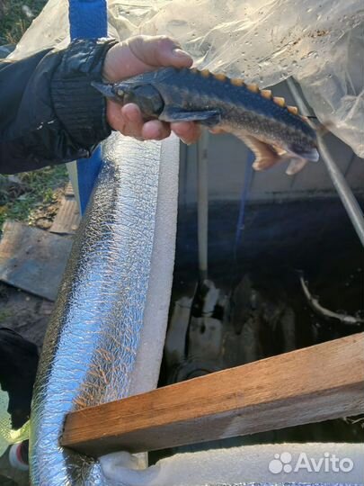 Рыба в пруд для зарыбления