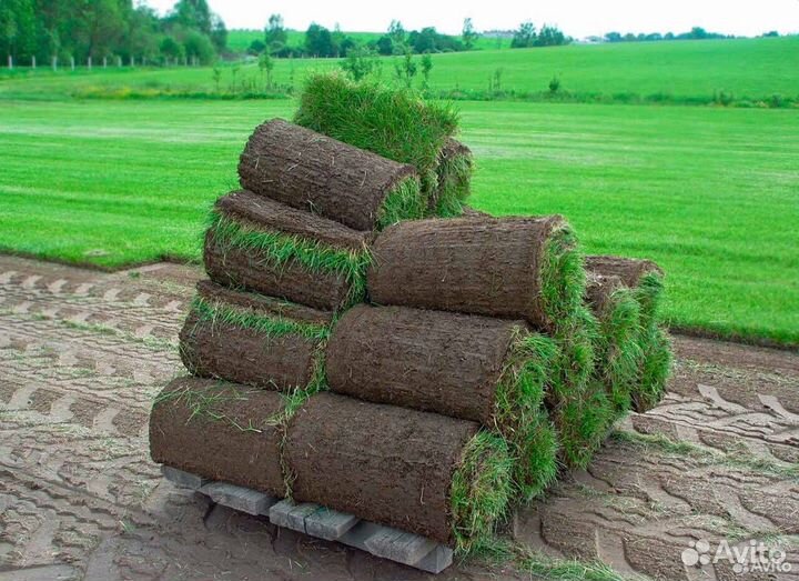 Рулонный газон прямо с полей