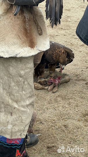 Туры в Монголию