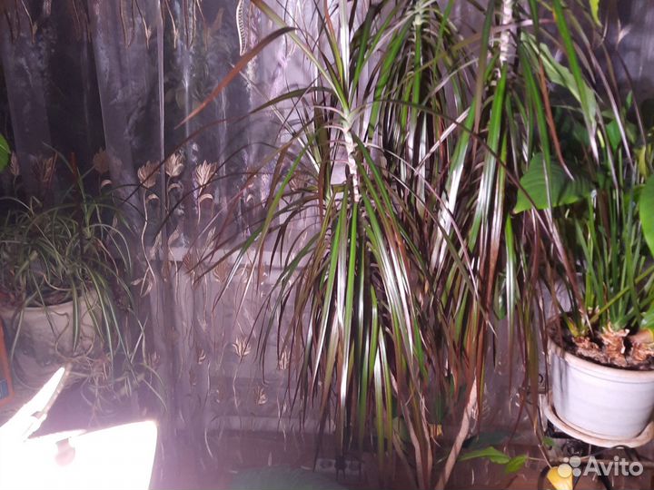 Пальма драцена