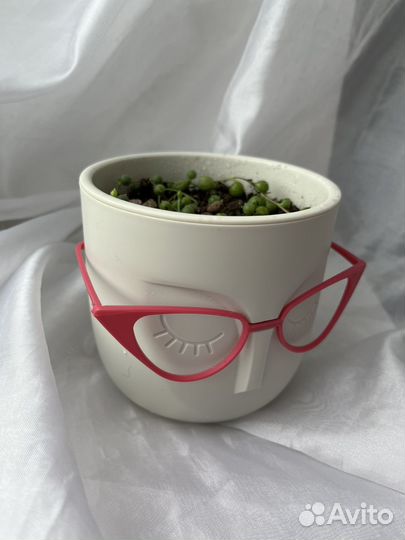 Крестовник Роули в кашпо 