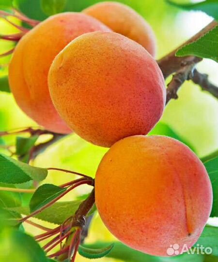 Саженцы краснощекого абрикоса