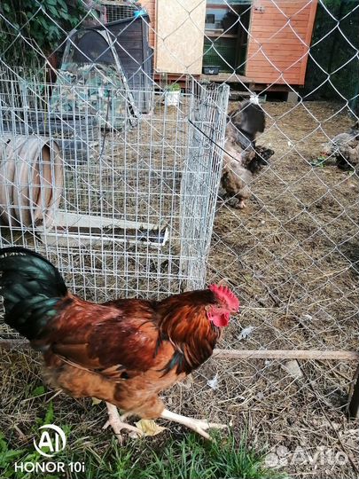 Яйцо инкубационное