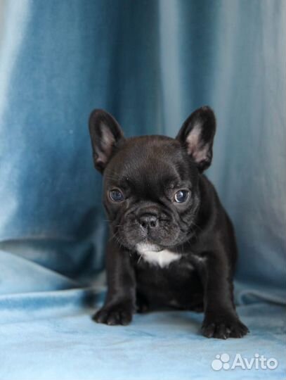 Французский бульдог тигровая РКФ девочка