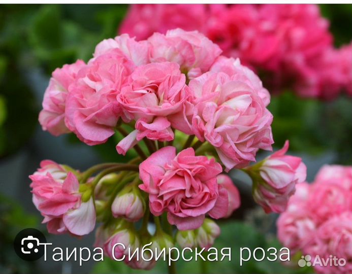 Пеларгония