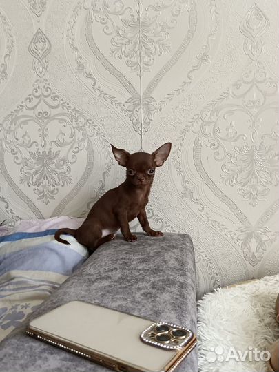 Мини чихуахуа