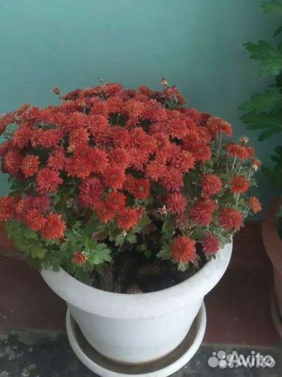 Хоста гипсофила примула гейхера