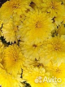 Хризантемы