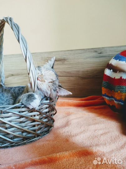 Котенок девочка в добрые руки