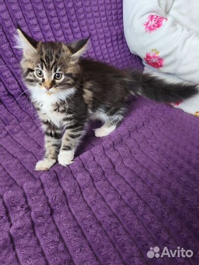 Отдам мейн-кун