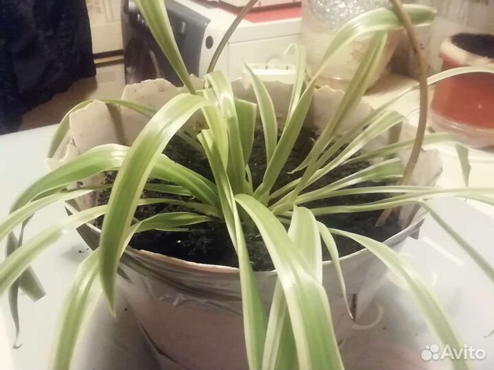 Хлорофитум