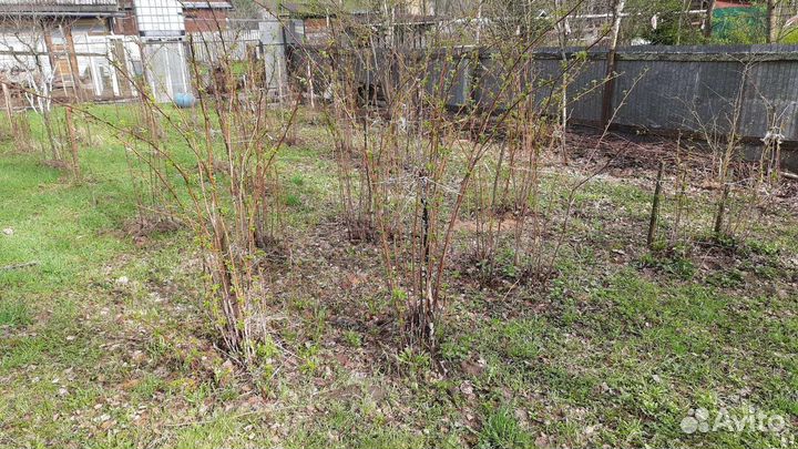 Саженцы малины, крыжовника, смородины и др