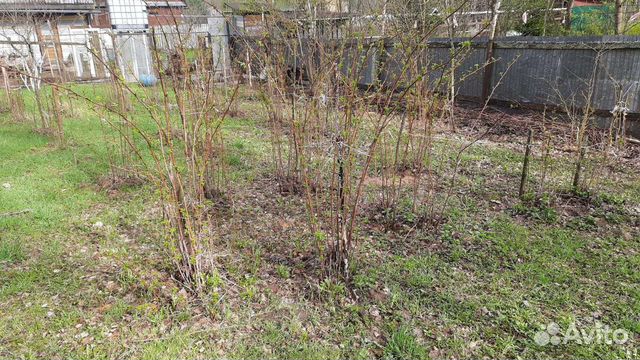 Саженцы малины, крыжовника, смородины и др