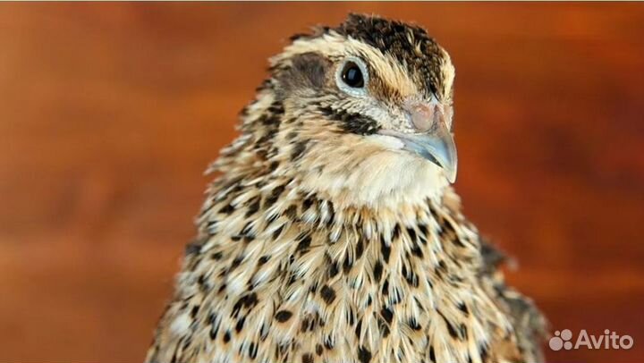 Перепела суточные