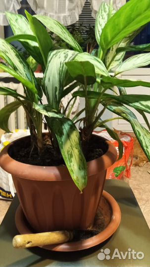 Комнатные цветы