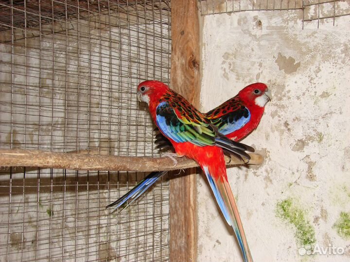 Попугаи Розелла