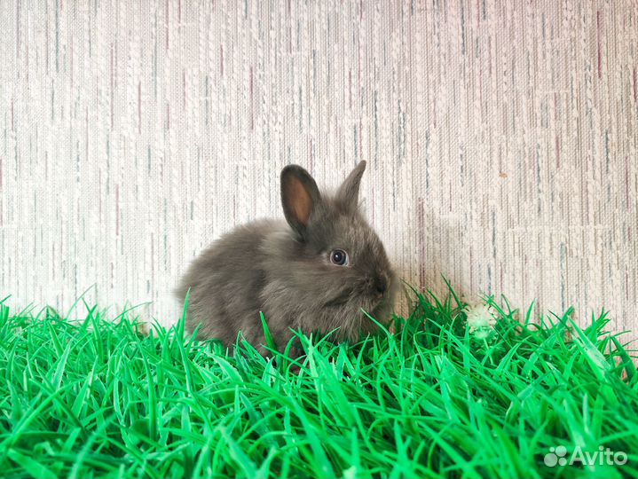 Мини карликовый кролик