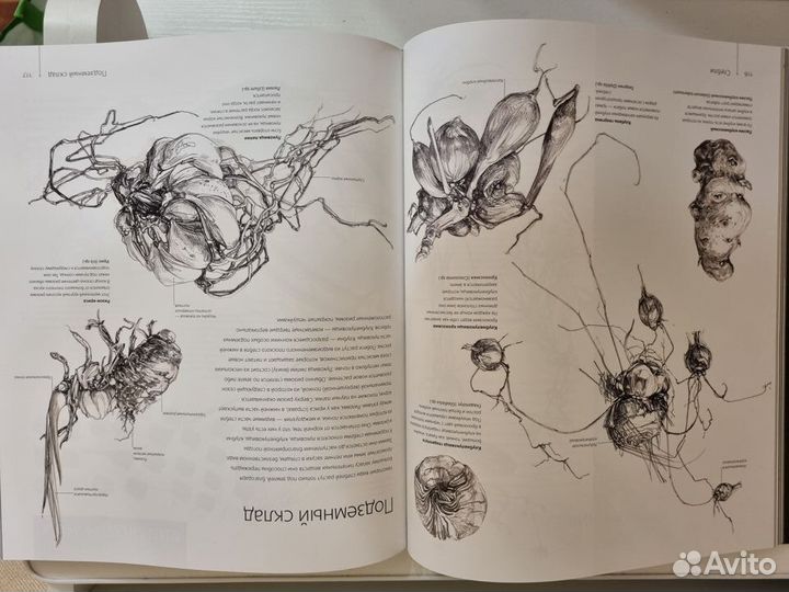Книга Ботаника для художника