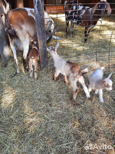 Альпийские козлята