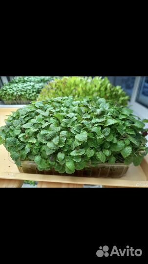 Микрозелень