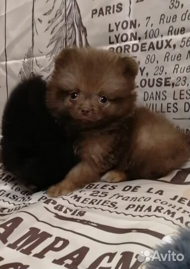 Мальчики и девочки