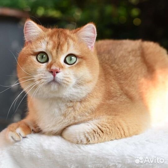 Шоколадный золотой британский кот